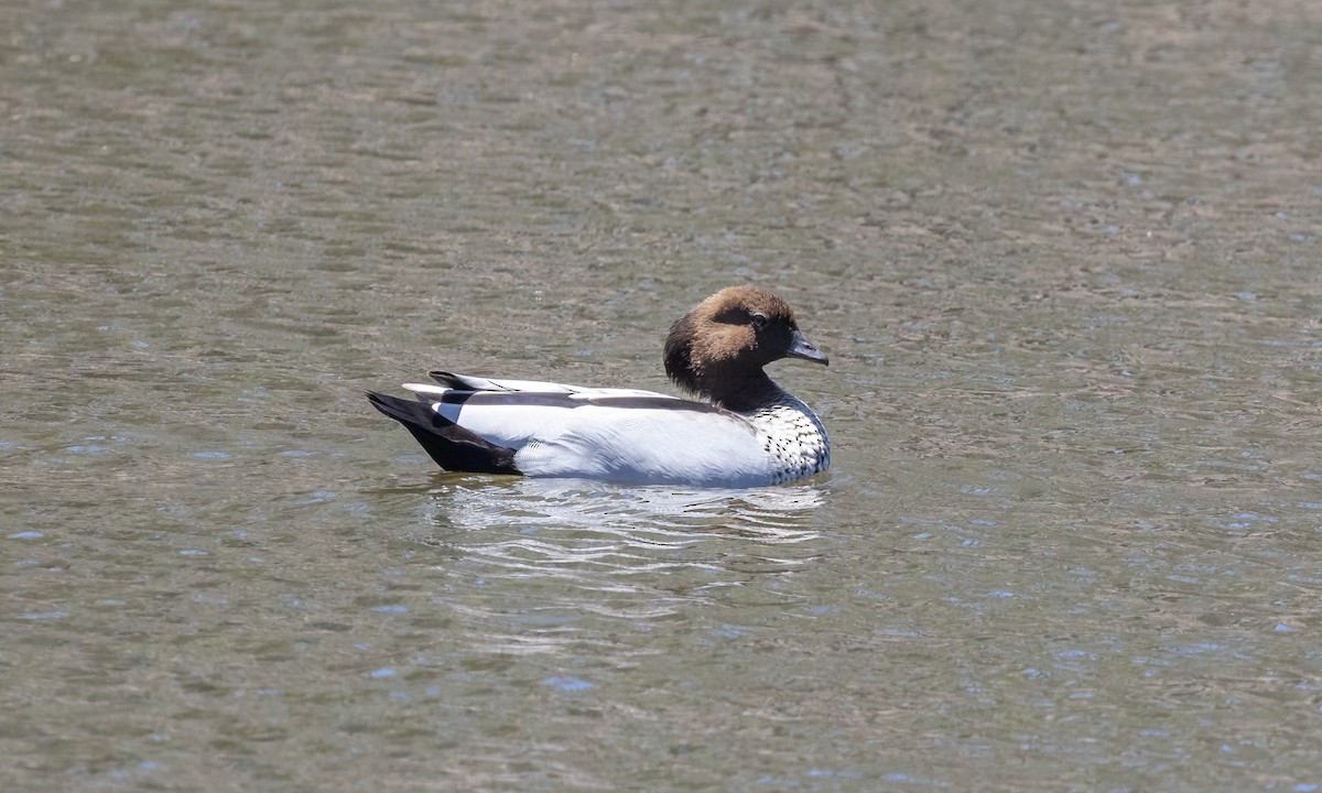 Maned Duck - ML614059458