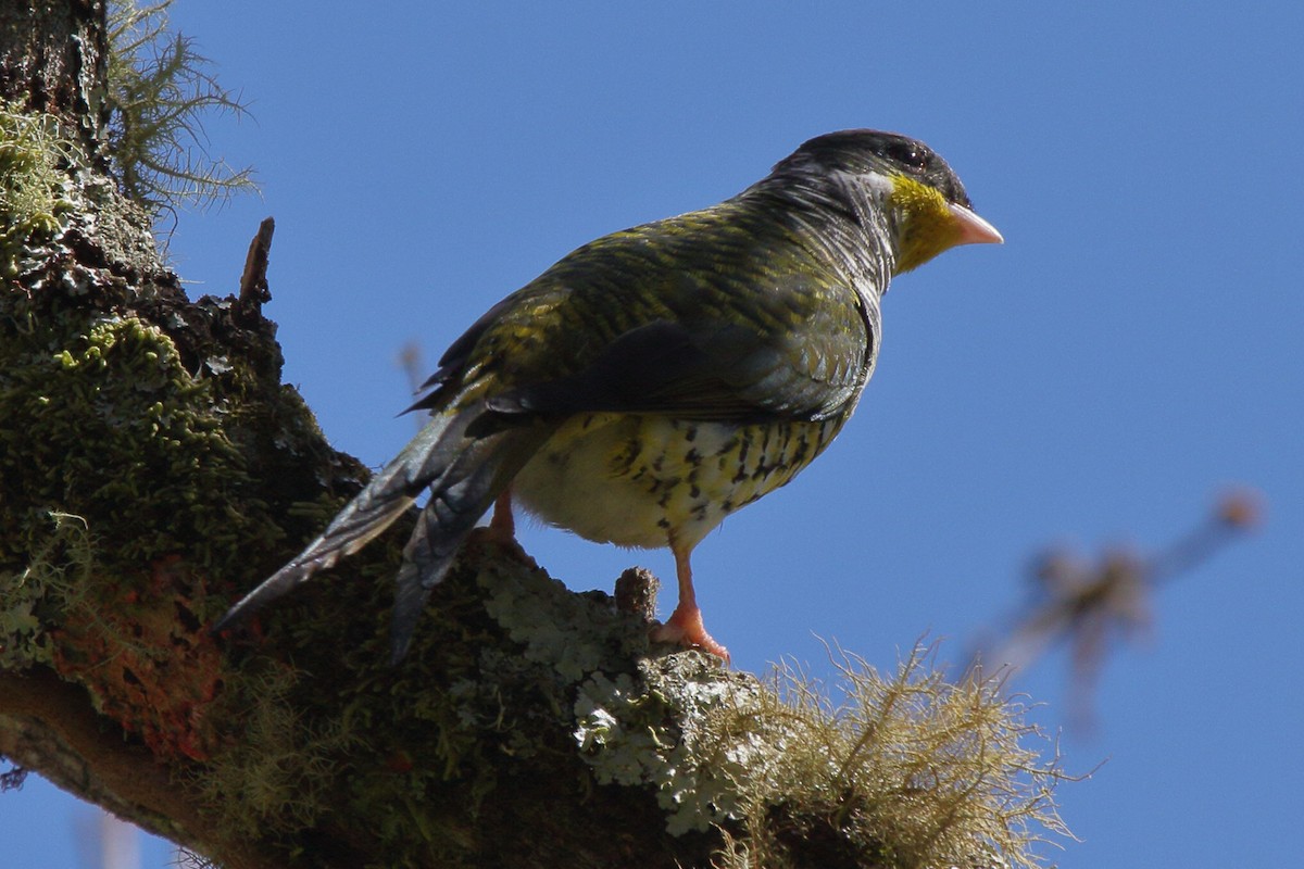 Kırlangıç Kuyruklu Kotinga (flavirostris) - ML614059460