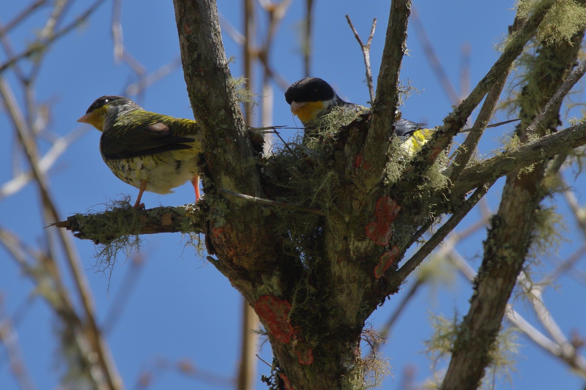 Swallow-tailed Cotinga (Swallow-tailed) - ML614059463