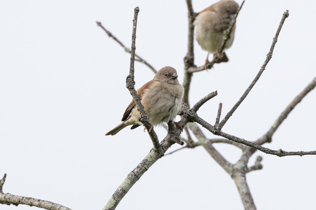 Southern Gray-headed Sparrow - ML614059465