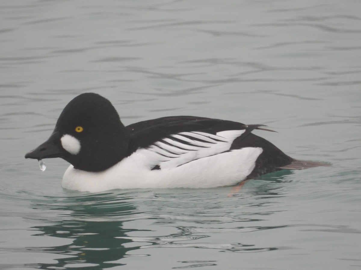 Common Goldeneye - Janet Pellegrini