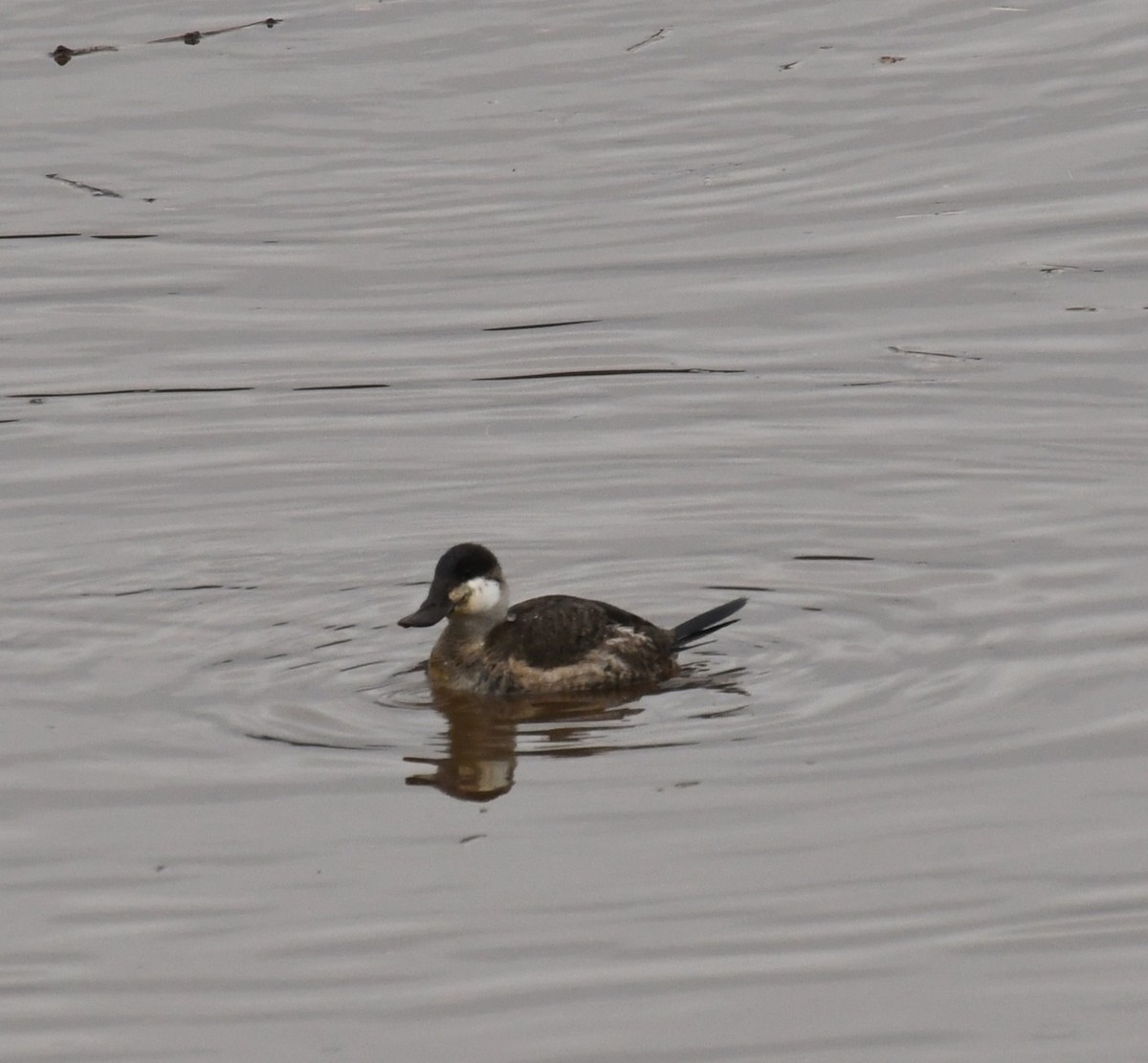 Ruddy Duck - ML614059531