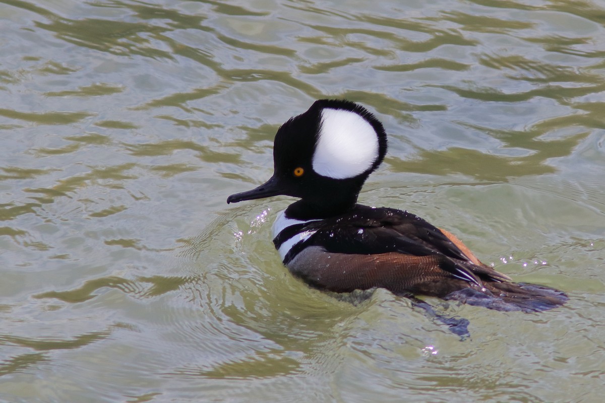 Hooded Merganser - ML614059714