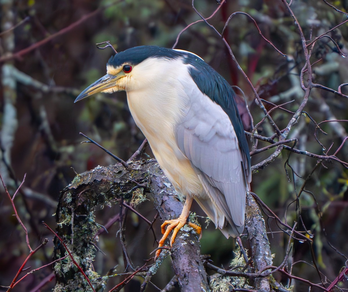 Black-crowned Night Heron - ML614059774