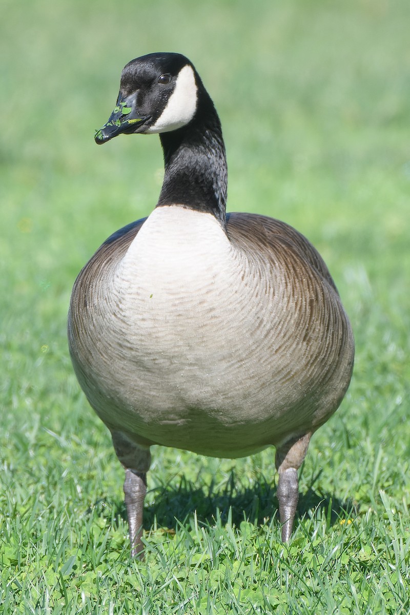 Canada Goose - ML614059787