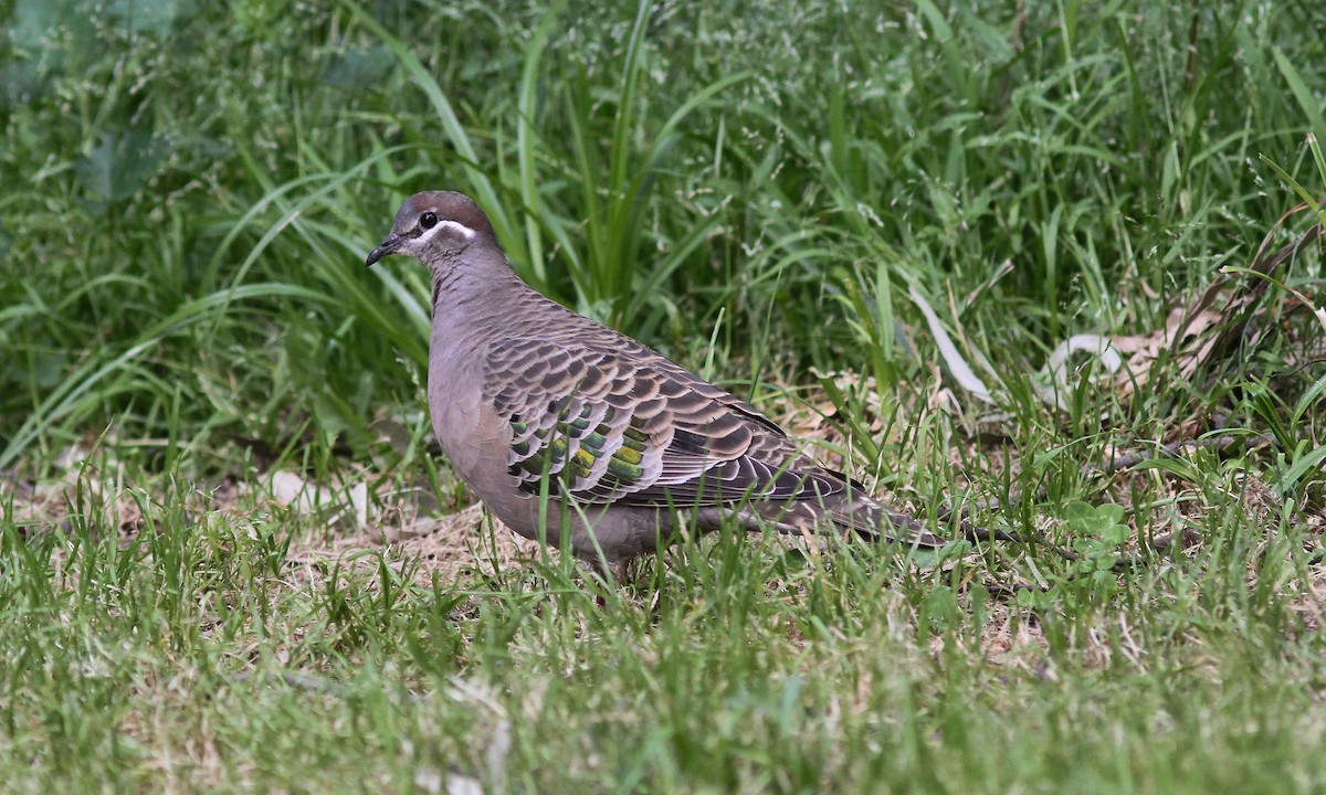 Common Bronzewing - Steve Kelling