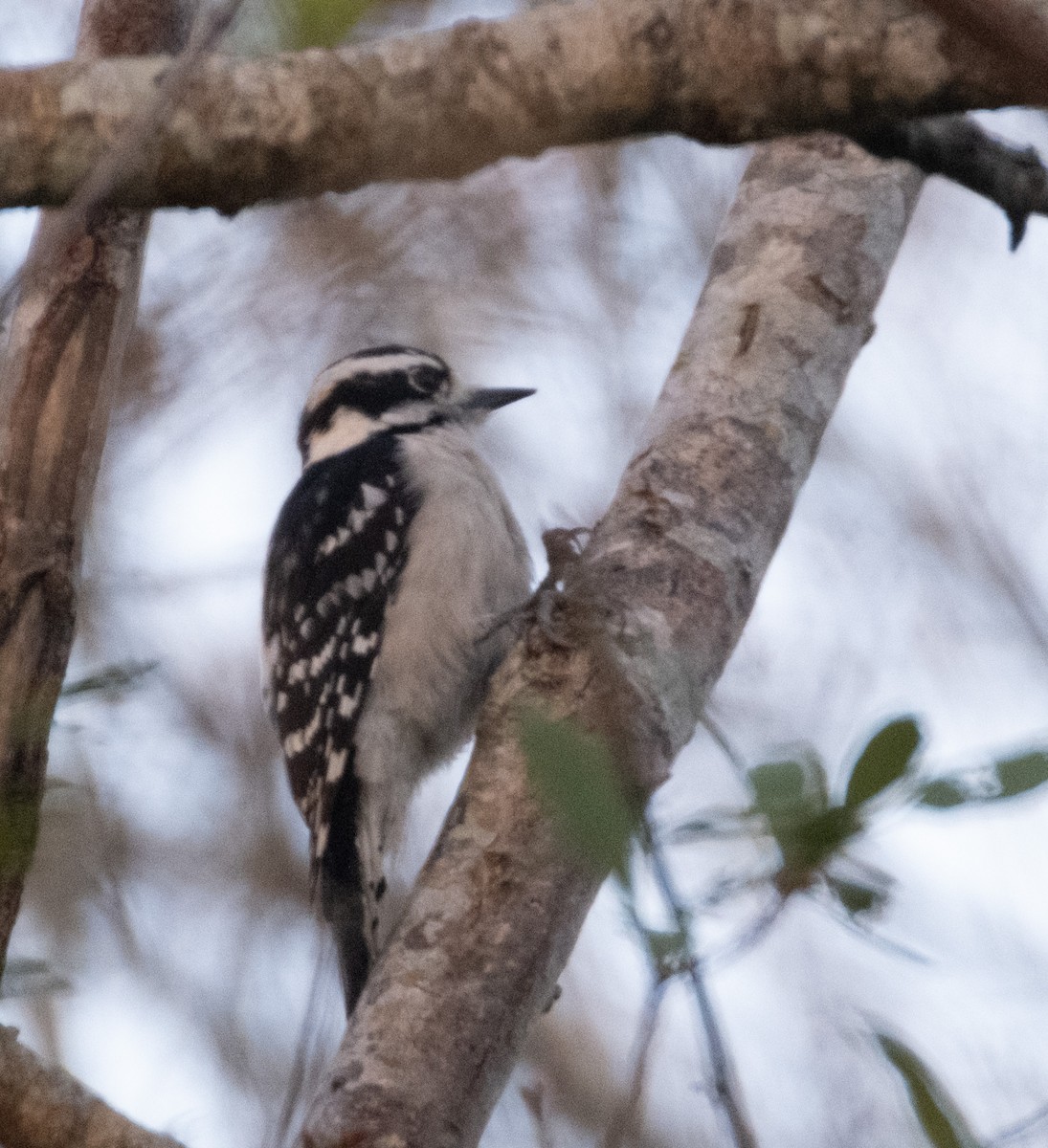 Downy Woodpecker - ML614059906