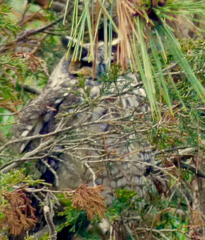 Long-eared Owl - ML614060090