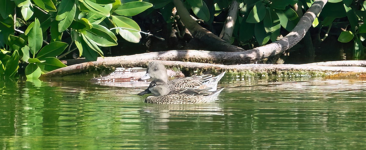 American Wigeon - ML614060167