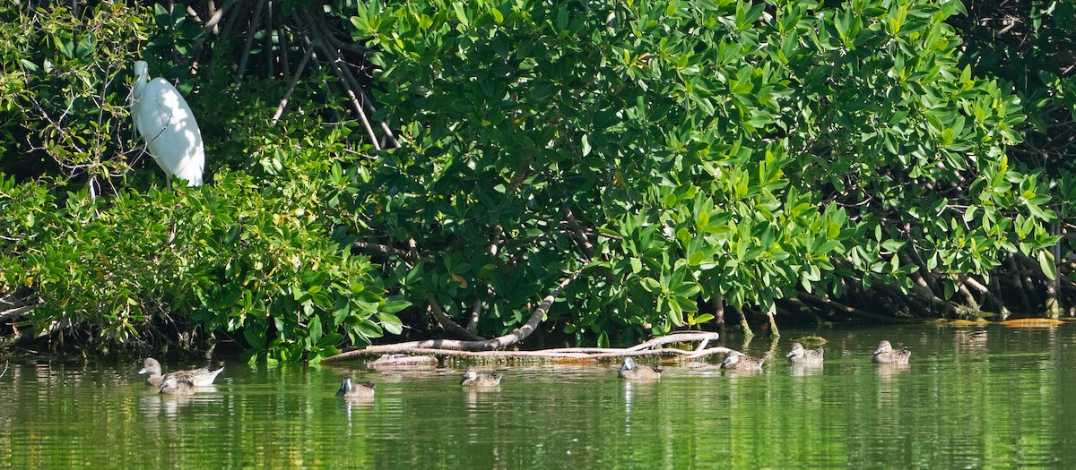 American Wigeon - ML614060168