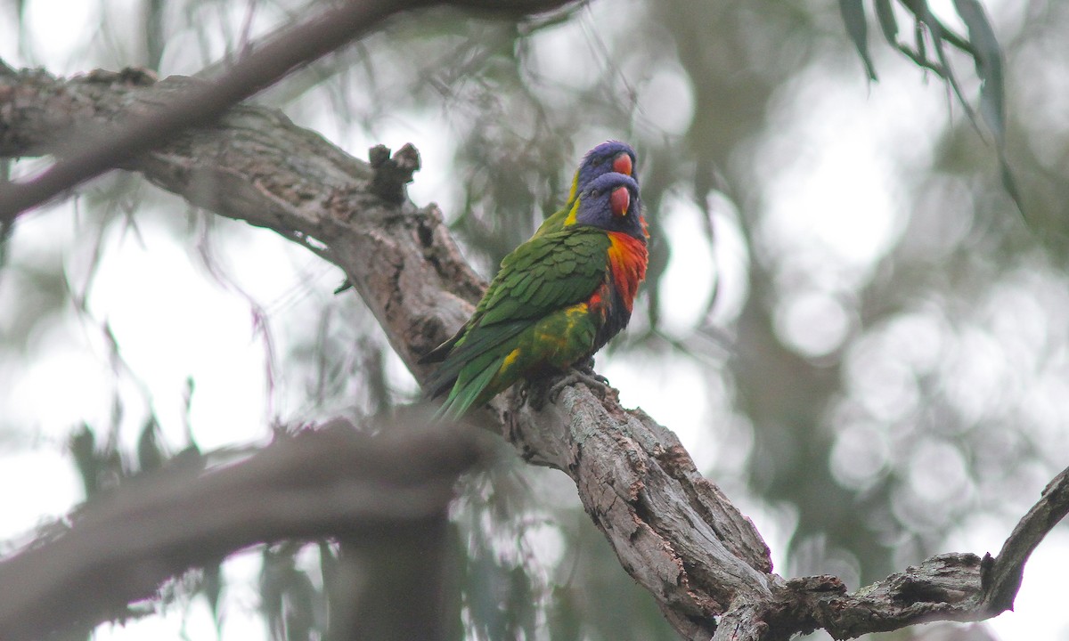 Rainbow Lorikeet - Steve Kelling