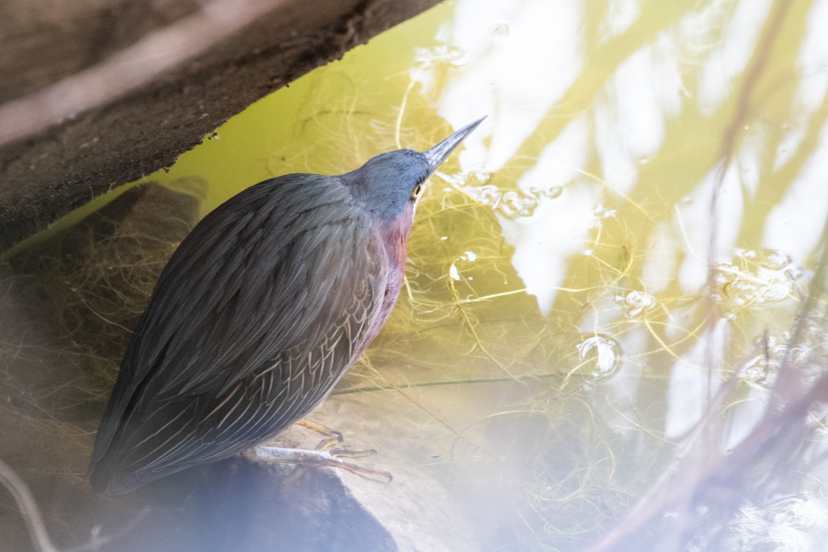 Green Heron - Sue Wright