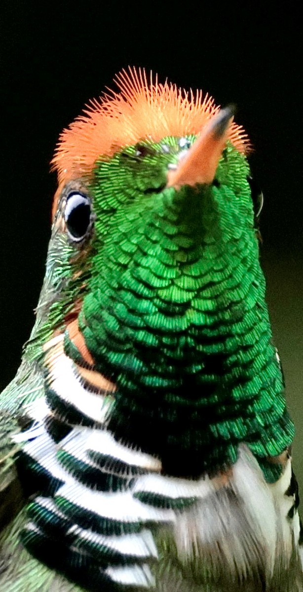 Frilled Coquette - Ciro Albano