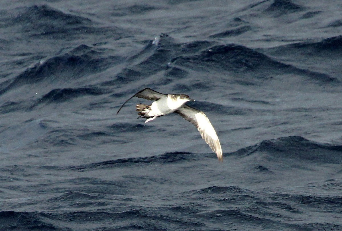 Manx Shearwater - ML614060294