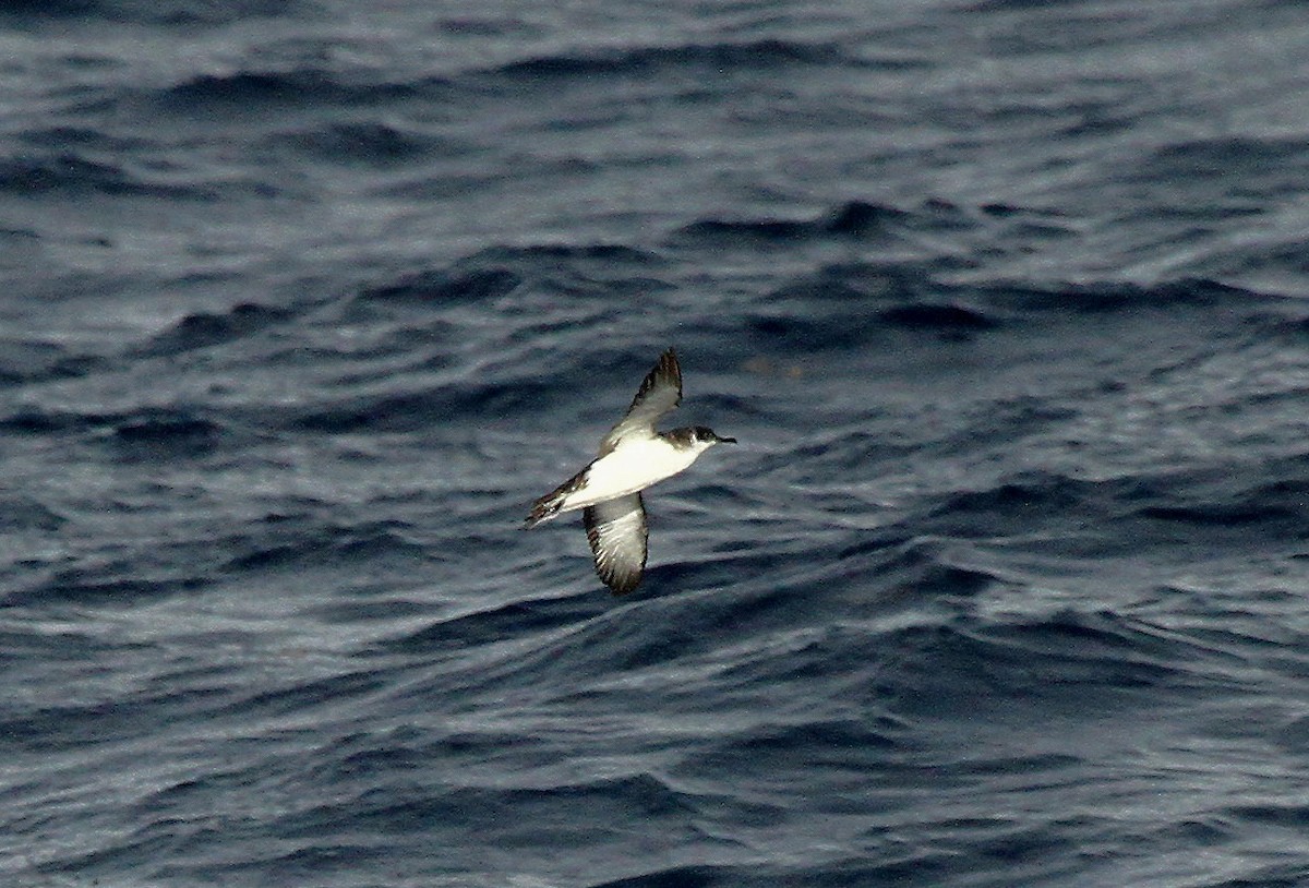 Manx Shearwater - ML614060295