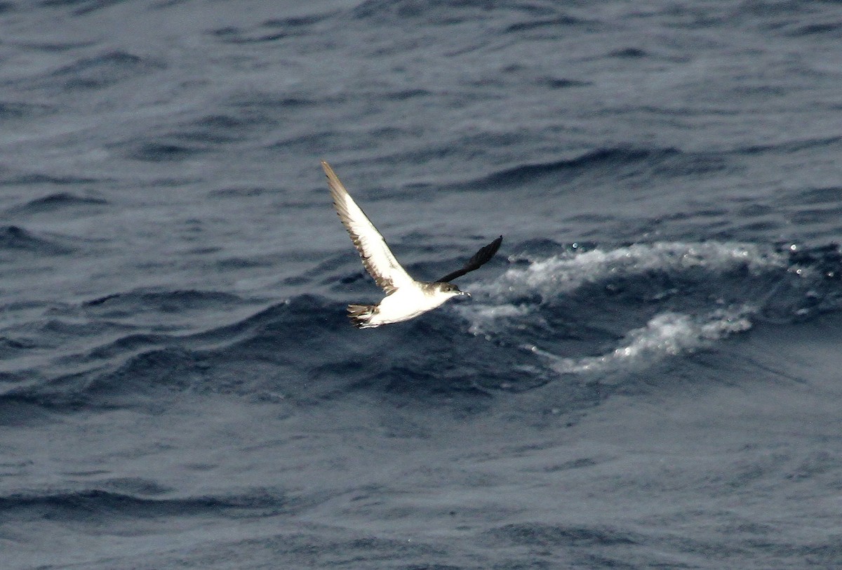 Manx Shearwater - ML614060296