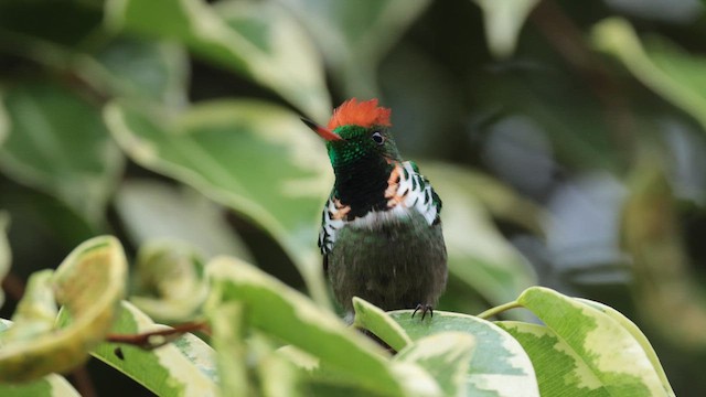 Frilled Coquette - ML614060305