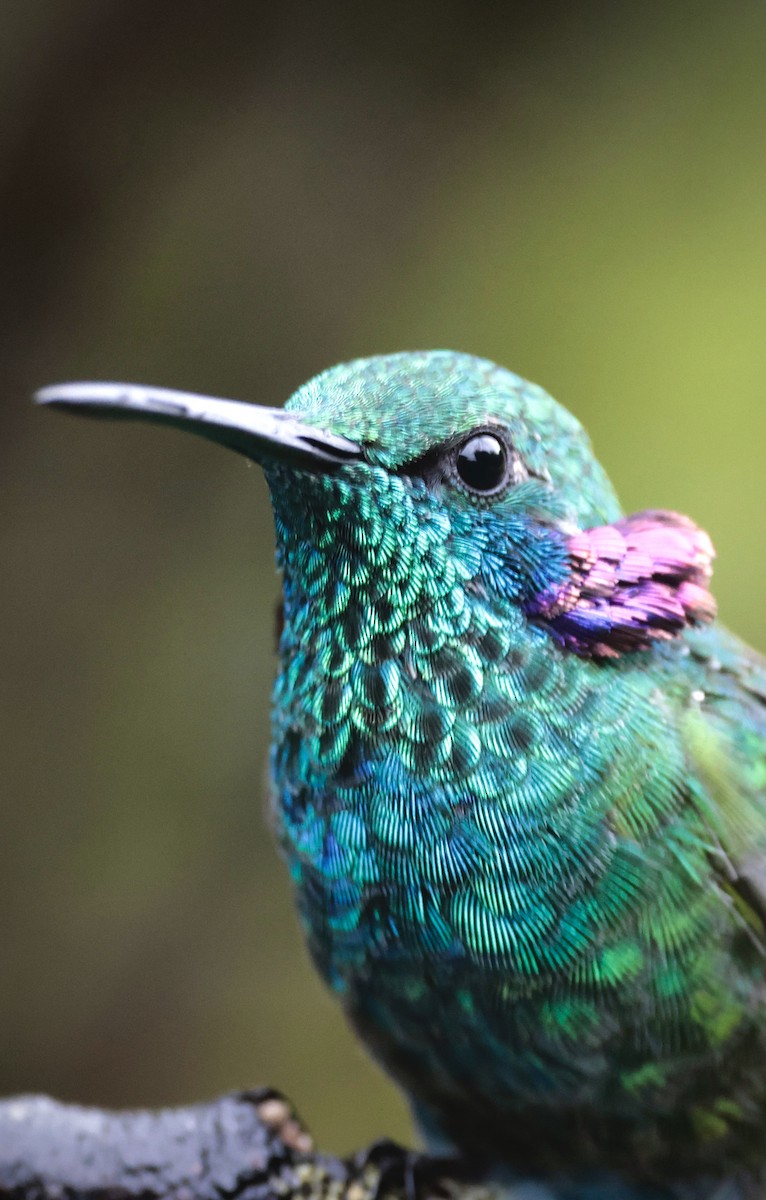 White-vented Violetear - Ciro Albano