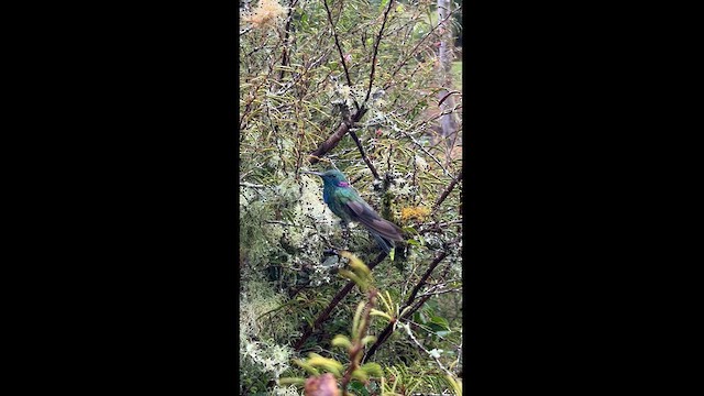 White-vented Violetear - ML614060327