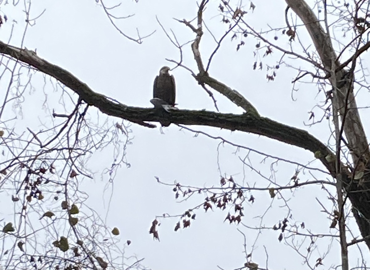 ハクトウワシ - ML614060350