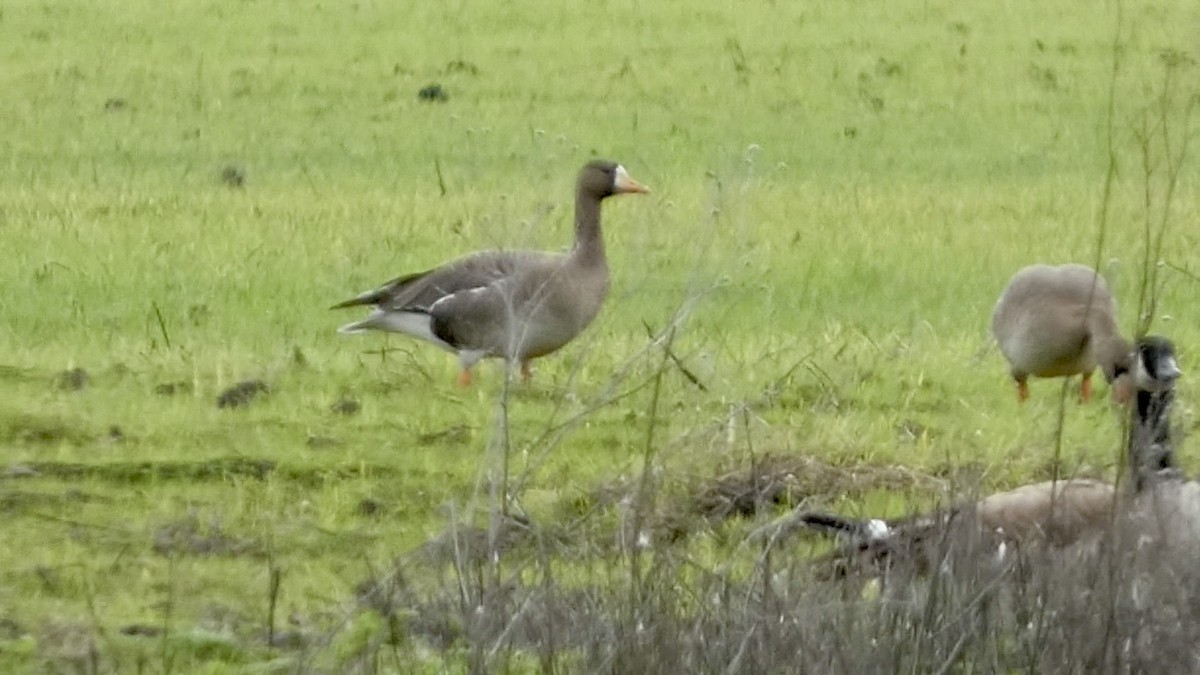 Greater White-fronted Goose - ML614060360