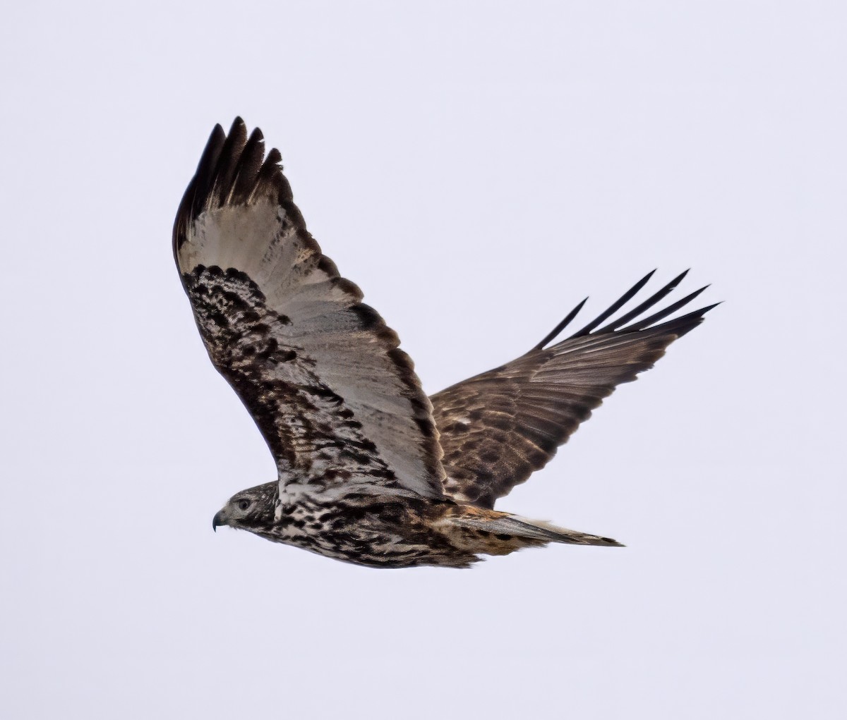 Red-tailed Hawk (Harlan's) - ML614060425