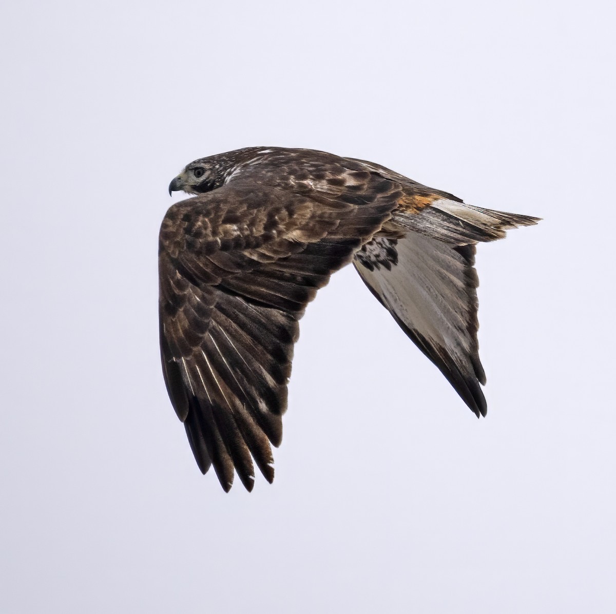 Red-tailed Hawk (Harlan's) - ML614060438