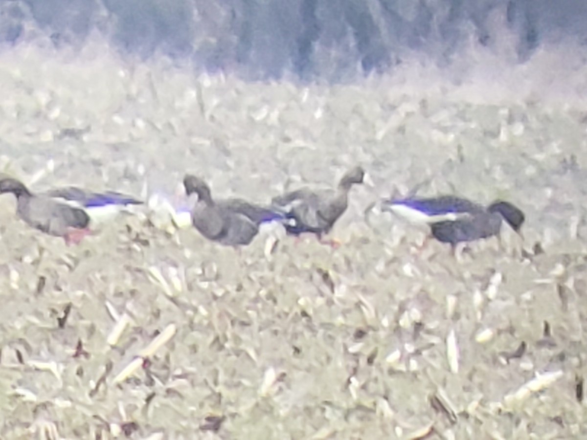 Greater White-fronted Goose - ML614060544