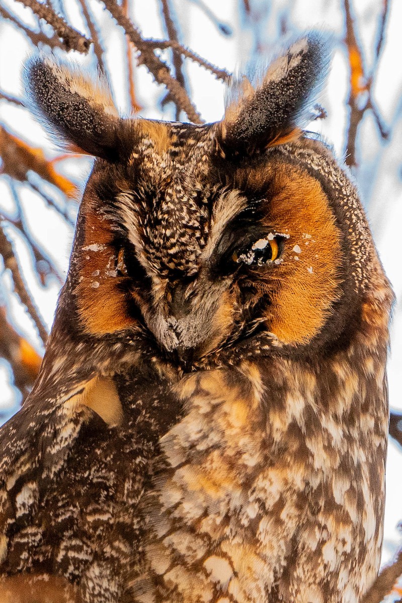 Long-eared Owl - Matt Hoberg