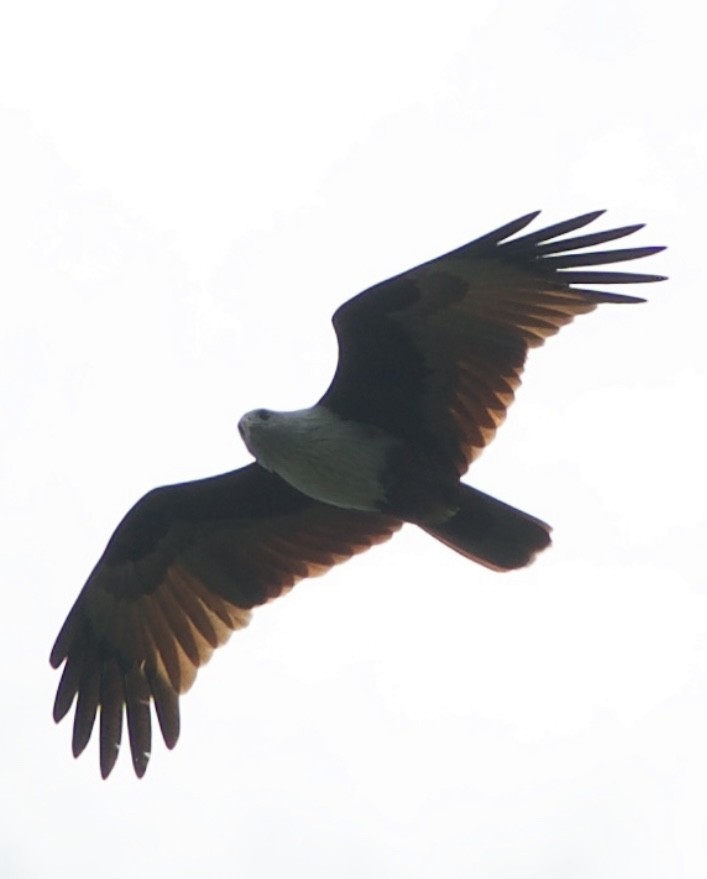 Brahminy Kite - ML614060559