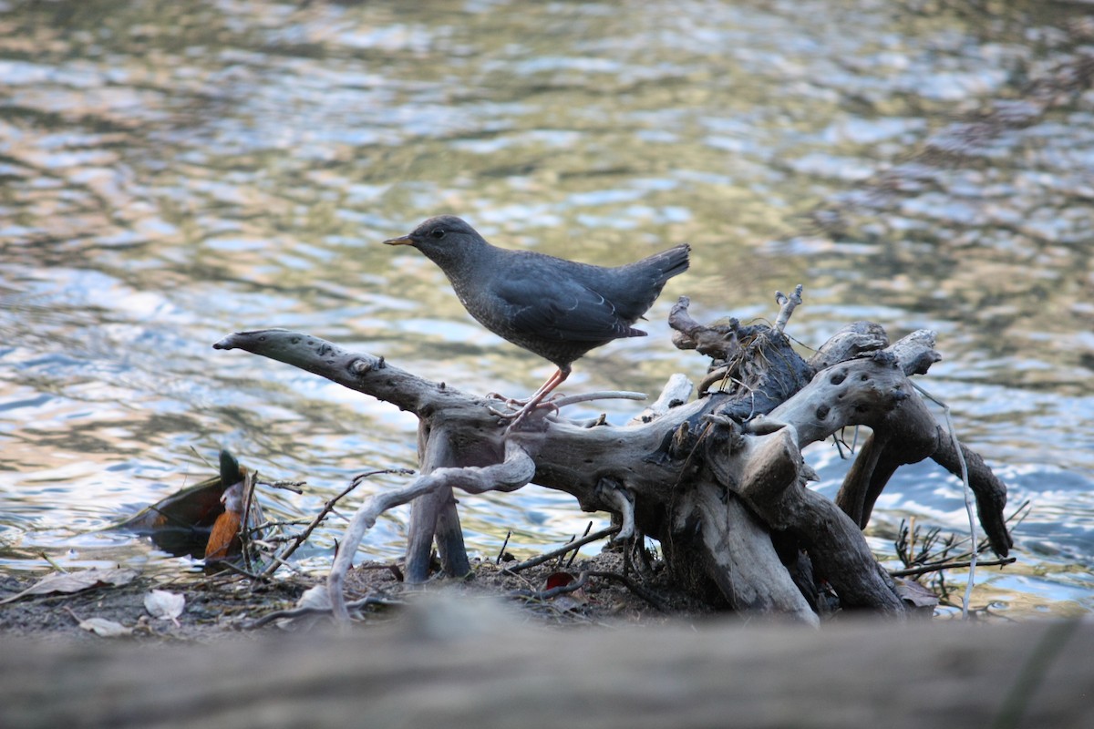 American Dipper - ML614060584