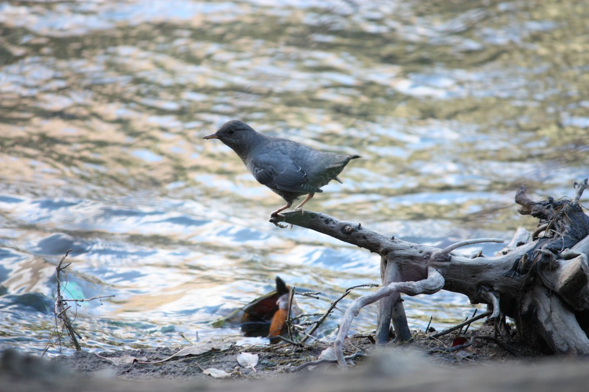 American Dipper - ML614060585