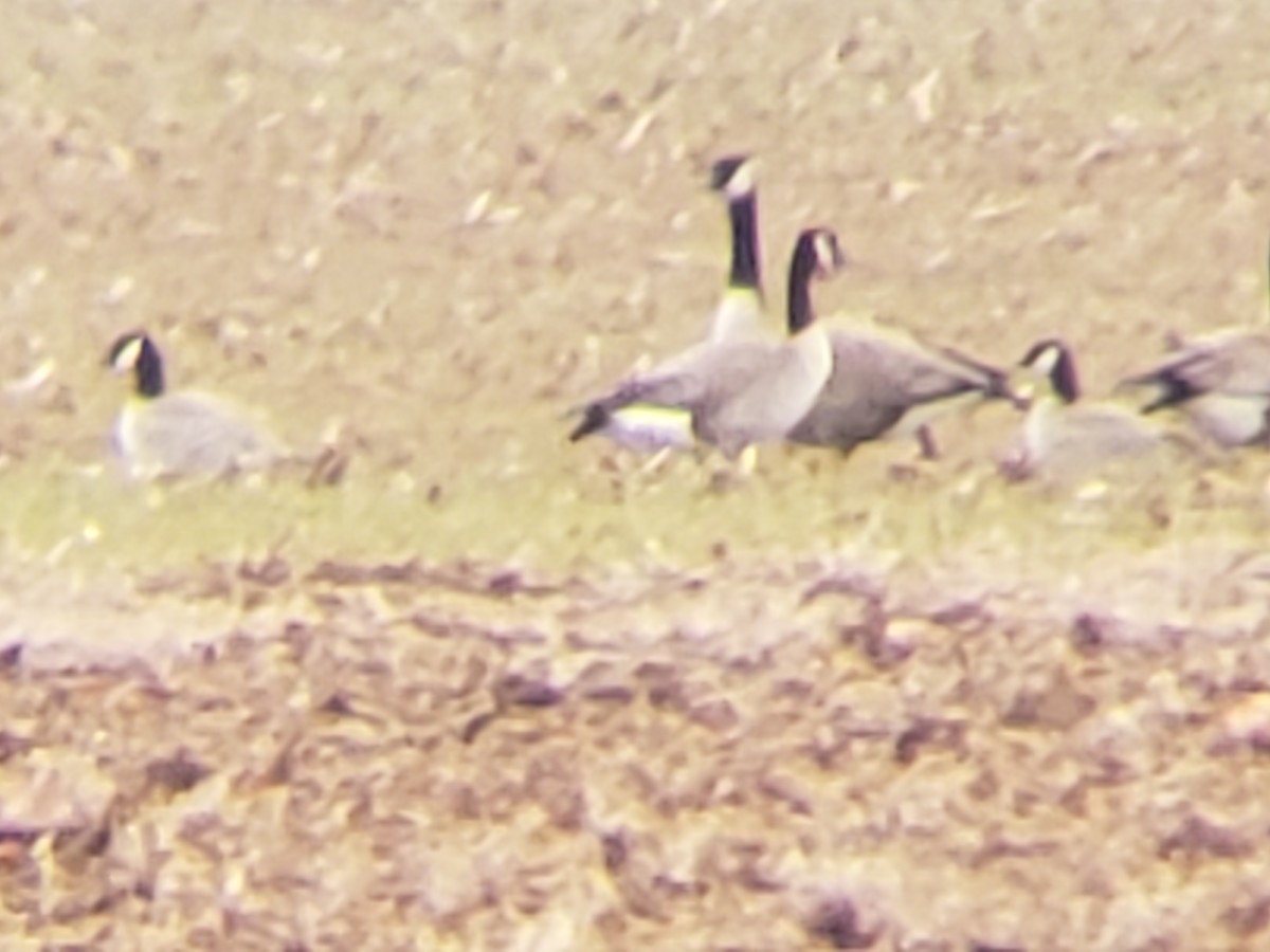 Cackling Goose - ML614060603