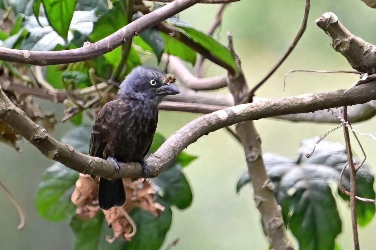 Gray-throated Barbet - Eileen Gibney