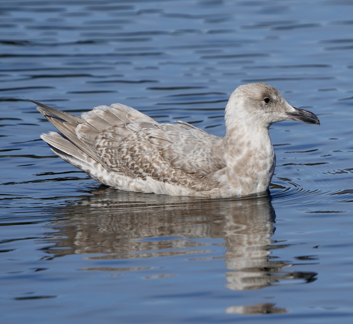 Glaucous-winged Gull - ML614060618