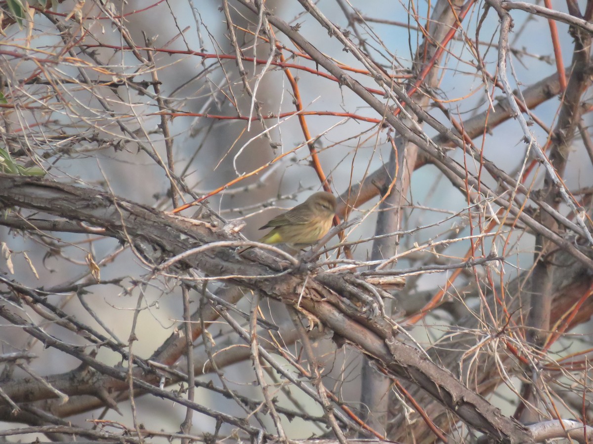 Palm Warbler - Kendrick DeBoer