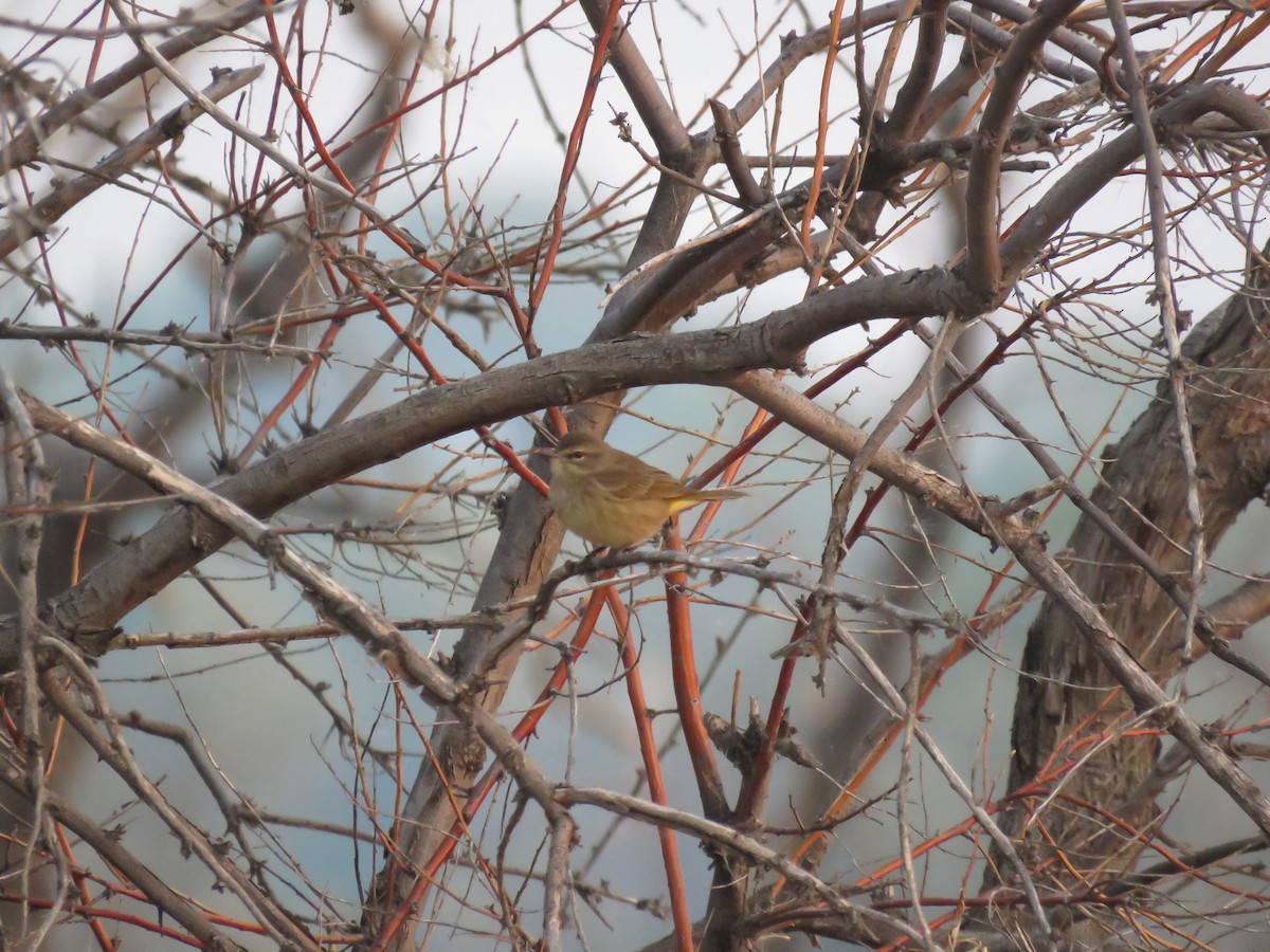 Palm Warbler - Kendrick DeBoer