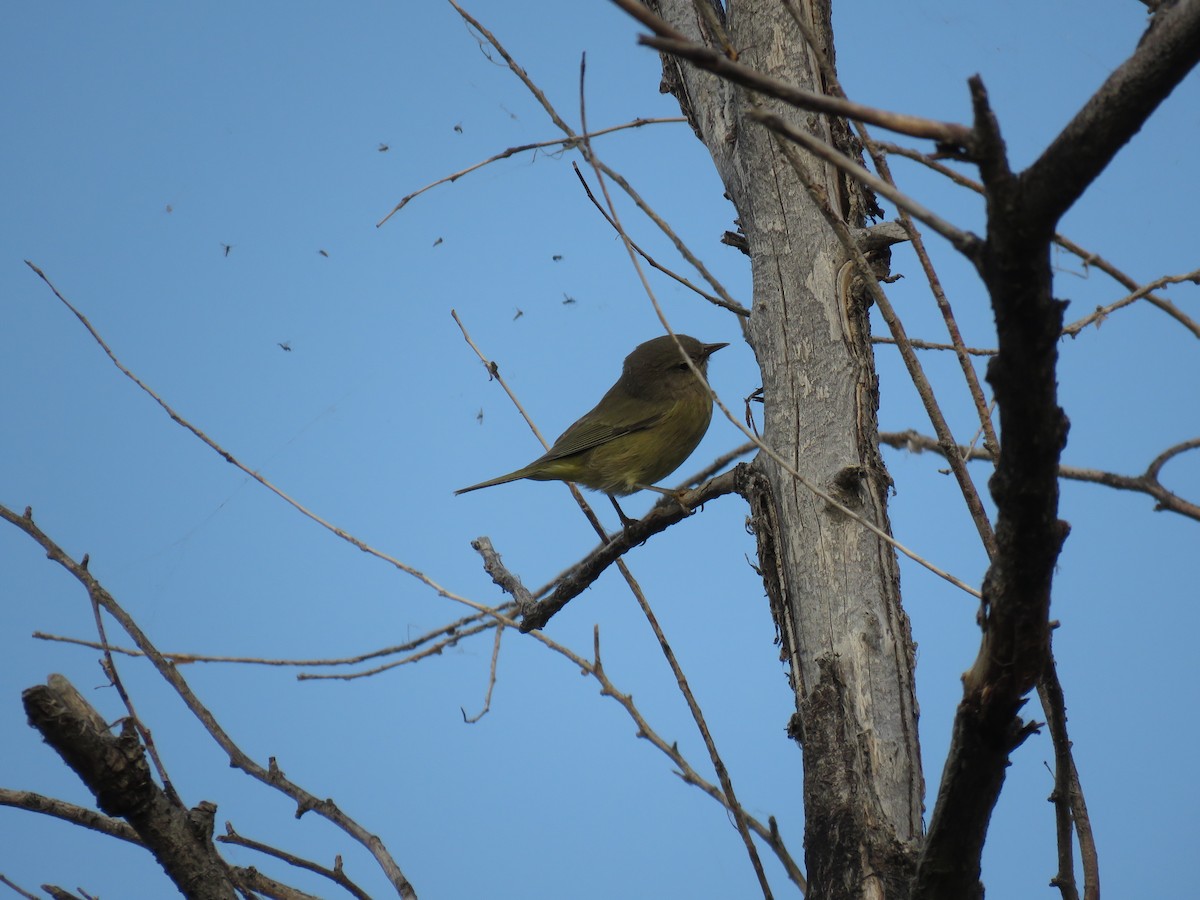 Orange-crowned Warbler - Kendrick DeBoer