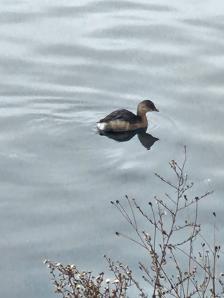 Pied-billed Grebe - ML614060718