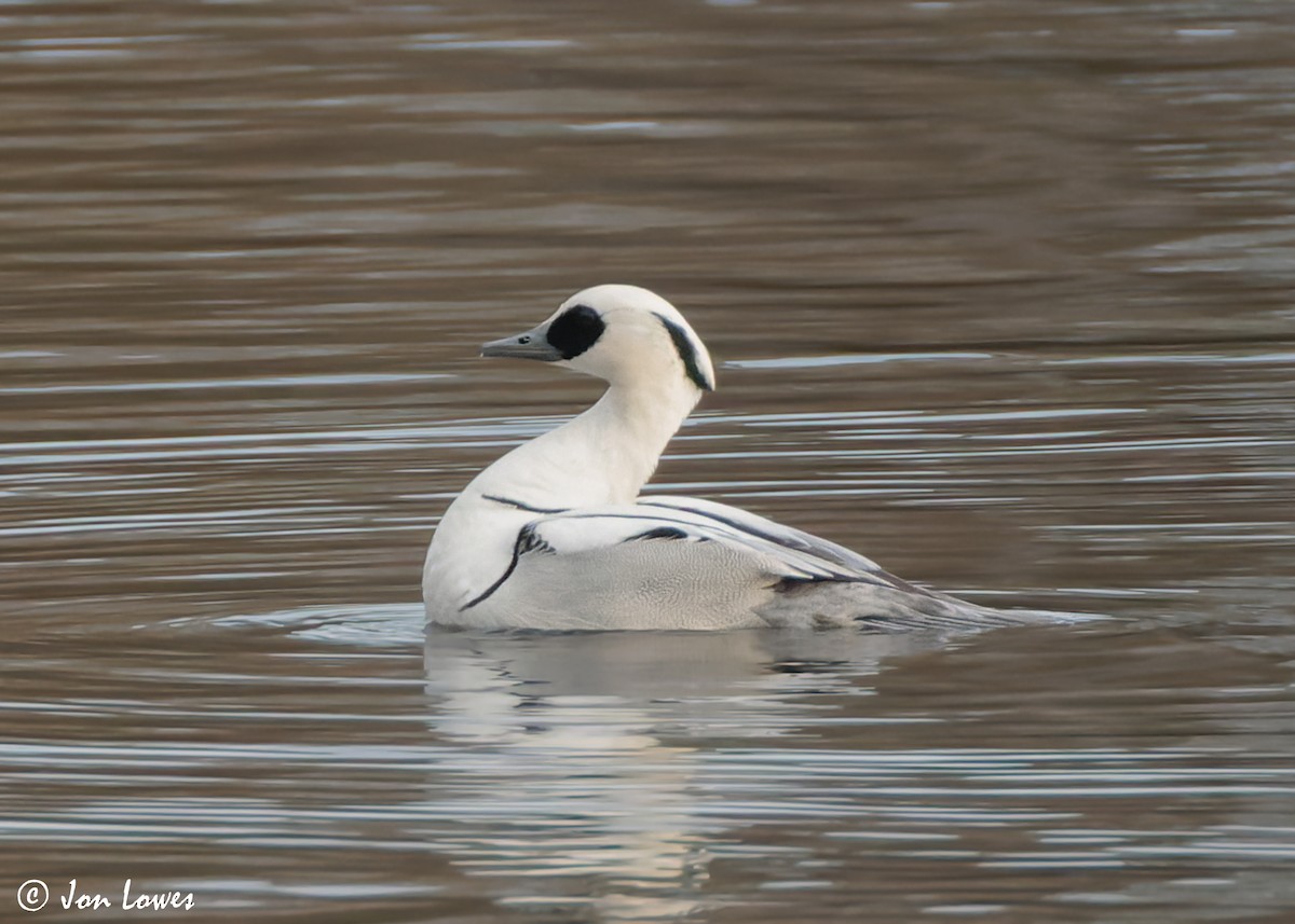 Smew - ML614060746