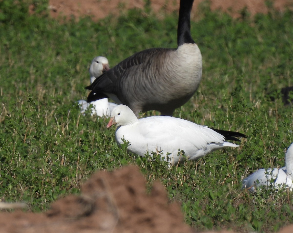 Ross's Goose - ML614060765