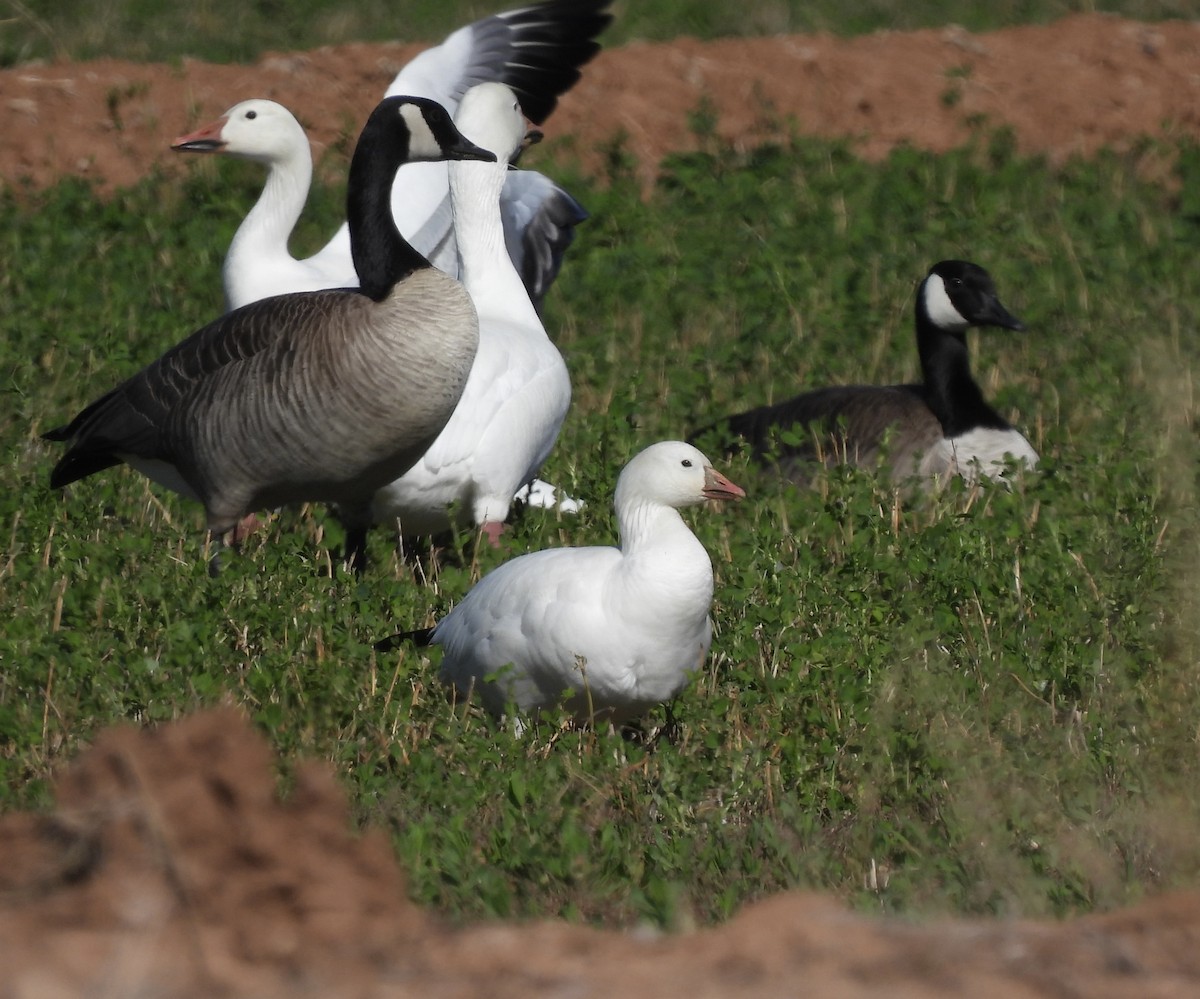 Ross's Goose - ML614060766