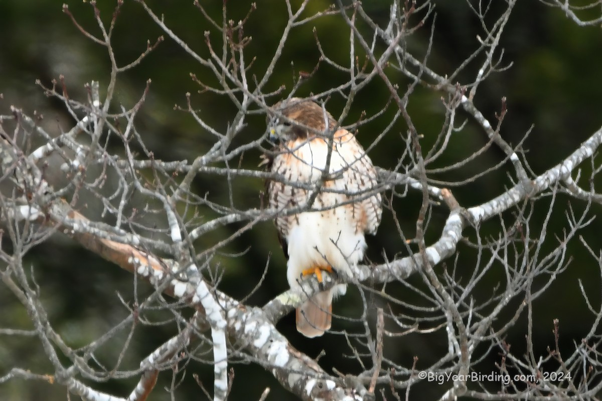 Red-tailed Hawk - ML614060894