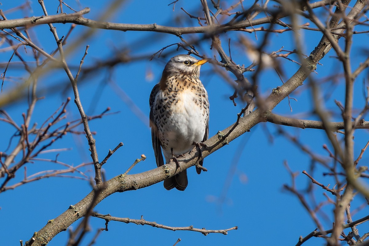 Fieldfare - ML614060934