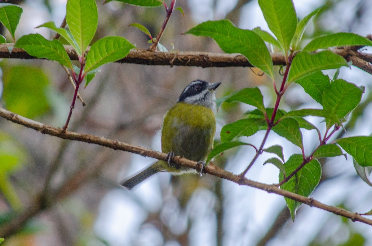Sooty-capped Chlorospingus - ML614060980