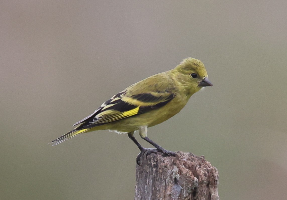 Hooded Siskin - ML614060983