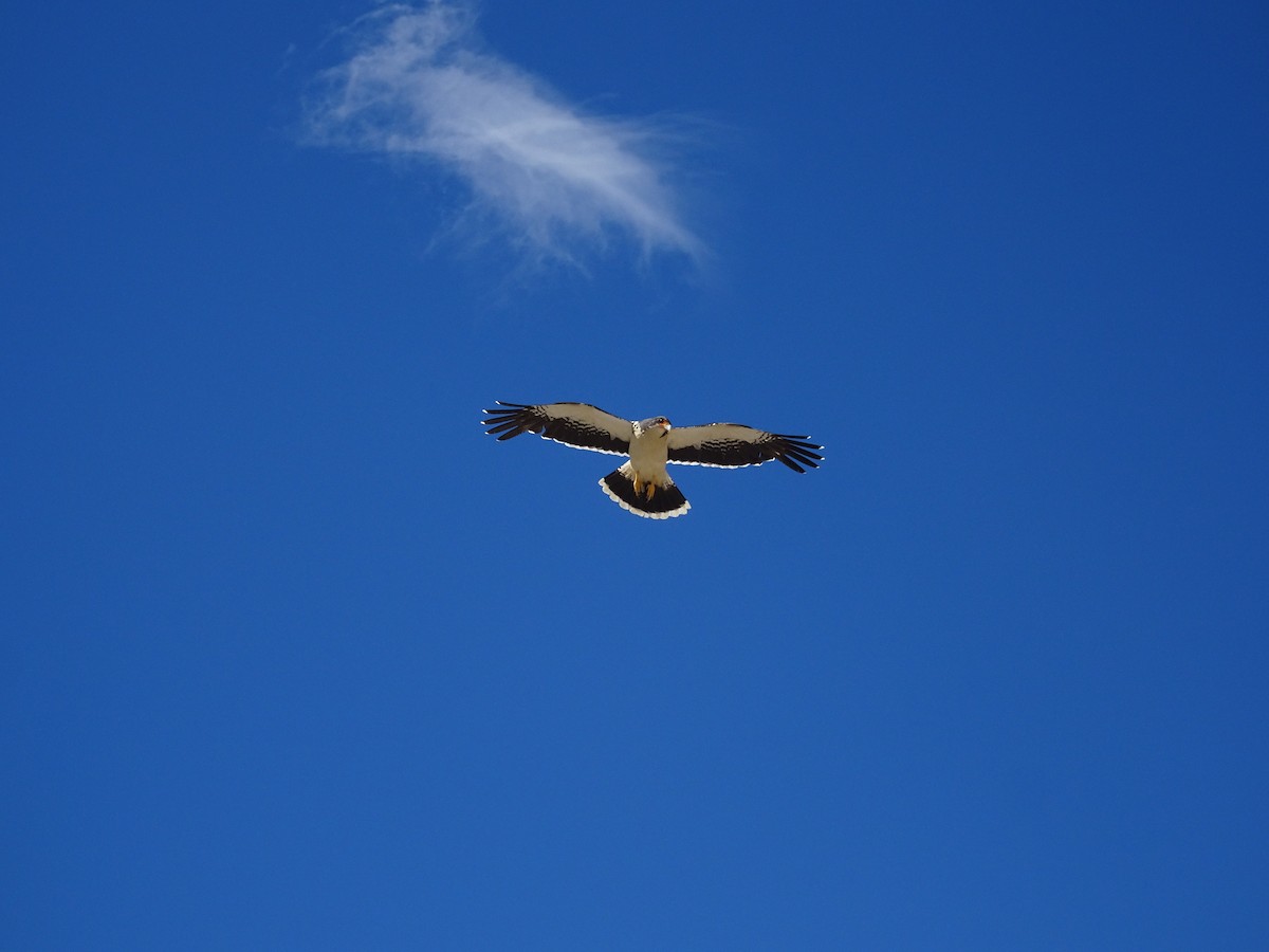 White-throated Caracara - ML614061032