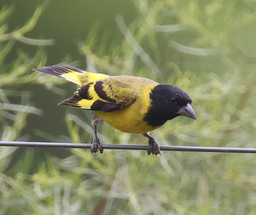 Hooded Siskin - ML614061045