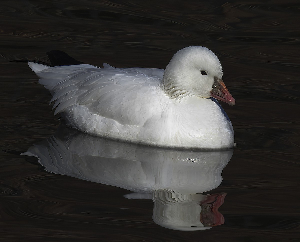 Ross's Goose - Van Truan