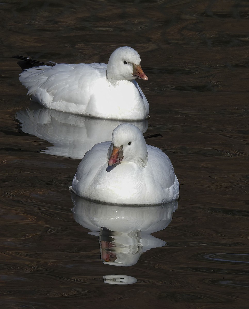 Ross's Goose - Van Truan